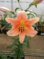 [5194 Zelmira VWS No01.JPG]